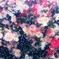 花雪