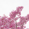 IMG_9279raw