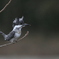 白い魔鳥＾＾