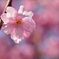 佛光寺の紅枝垂桜