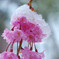 雪帽子