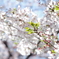 桜　終わり　と　はじまりの日