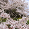 桜一輪