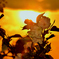 夕桜