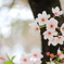 spring pure