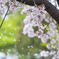 桜散る