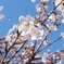 思い出桜