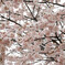 雪と桜