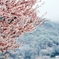 sakura （寒の戻り）