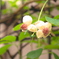 雨に濡れるアケビの花