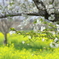 山桜