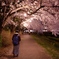 夜桜①