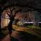 夜桜②