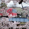 桜×電車