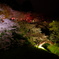 夜桜⑤