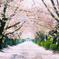 桜のトンネル