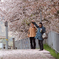 桜吹雪