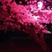 夜桜2