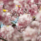 2015-03-29 新宿御苑