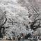 雨桜