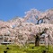 醍醐深雪 桜