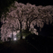 夜桜見物