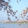 楽桜（１）「行幸湖」