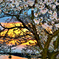 花燃えの夕桜　2-2