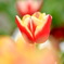 Tulip