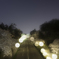 夜桜