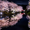城跡の夜桜