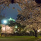 岡崎城の夜桜