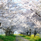 近所の桜並木