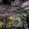 夜桜