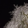 垂れ桜