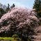 八幡神社の桜
