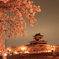 清洲城と桜