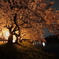 五条川沿いの夜桜