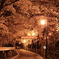 桜のトンネル