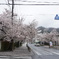 長瀞の桜