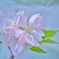 「残り桜」　~巡る季節の中で~