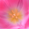 MY TULIP! 