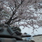桜と戦車
