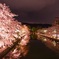 岡崎疎水、桜のリフレクション