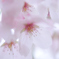 春色　公園の桜