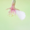 春の名残り　公園の桜