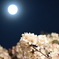 月夜桜