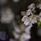 夜桜