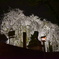 垂れ桜