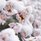 雪桜